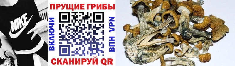 дарк нет клад  Вытегра  Псилоцибиновые грибы Cubensis 